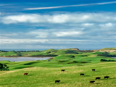 听·悠扬悦耳的小鸟歌声；看·牛儿自在的吃草；闻·牧场清新自然的牛乳香——尽在新西兰