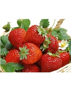 广野速冻草莓